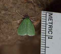 Synchlora faseolaria