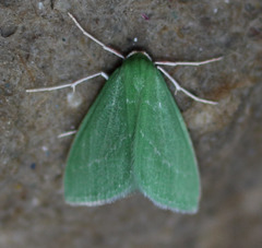 Synchlora faseolaria