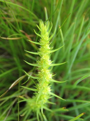 Crassula lanceolata