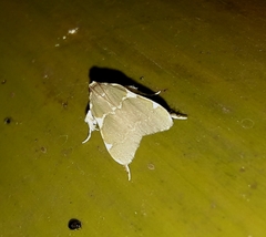 Parachma rufoflavalis