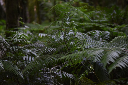 Image of Pteris deflexa by (c) veronica, some rights reserved (CC BY-SA)