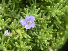Nolana ramosissima
