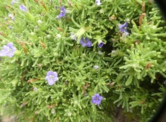 Nolana ramosissima