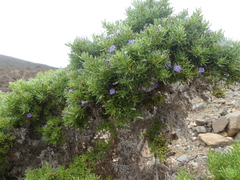 Nolana ramosissima