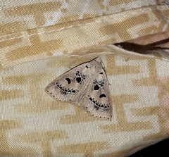 Herminodes atrosignata