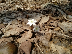 Hepatica
