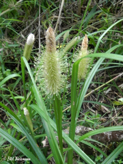 Carex erinacea