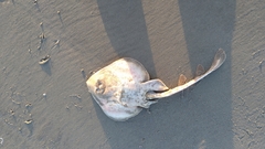 Zapteryx brevirostris