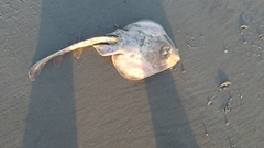 Zapteryx brevirostris