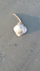 Zapteryx brevirostris