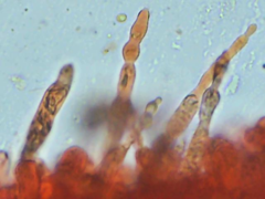 Russula brevipes megaspora