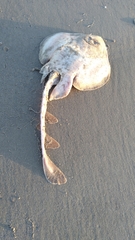 Zapteryx brevirostris