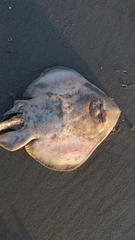 Zapteryx brevirostris