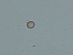 Russula brevipes megaspora