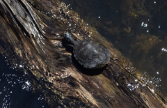 Phrynops williamsi