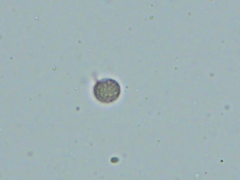 Russula brevipes megaspora