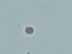 Russula brevipes megaspora