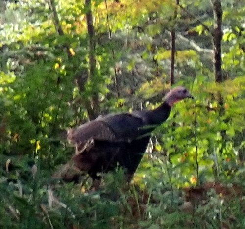 Wild Turkey photographed in Georgia