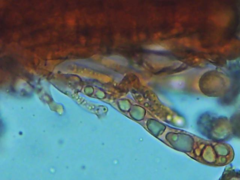 Russula brevipes megaspora