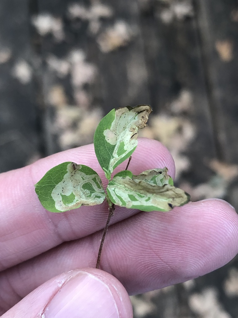 Phytomyza palmeri
