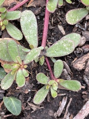 Portulaca oleracea