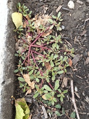 Portulaca oleracea