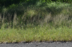 Eragrostis parviflora