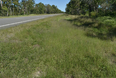 Eragrostis parviflora