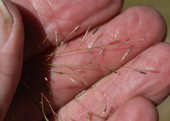 Eragrostis parviflora