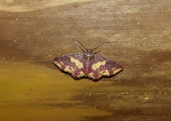 Lophosis labeculata