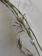 Austrostipa nitida