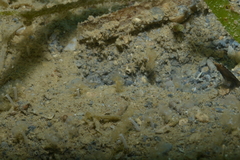 Phoronis