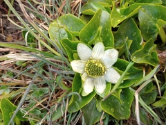 Caltha sagittata