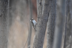 Dryobates minor kamtschatkensis