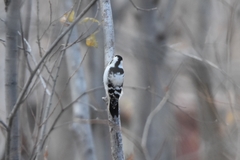 Dryobates minor kamtschatkensis