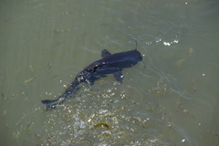 Steindachneridion melanodermatum