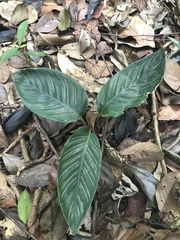 Goeppertia sanderiana