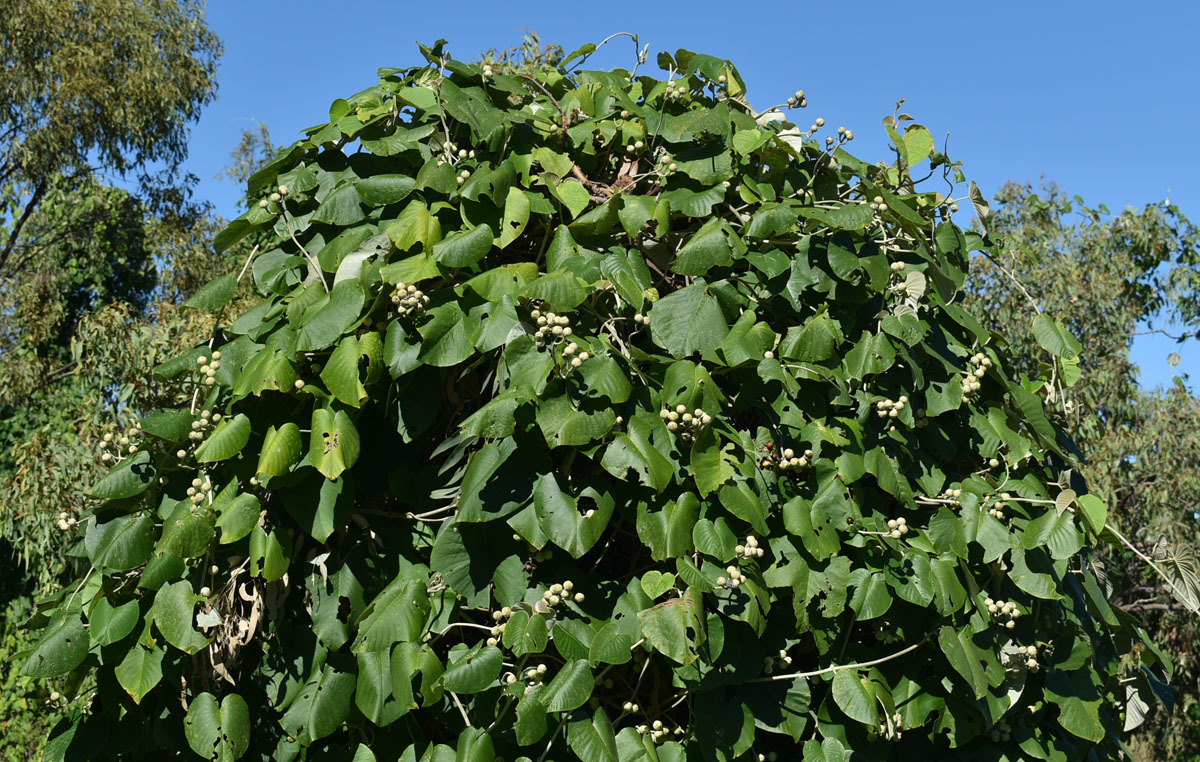 Pansaar - Elephant Creeper سمندر سوگھ Samandar Shokh (Hawaiian Baby  Woodrose) is a plant from the Convolvulaceae family it also knows as  Elephant Creeper, silky elephant glory, woolly morning glory. It is