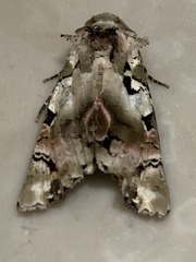 Heterochroma hypatia