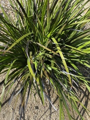 Hesperoyucca whipplei