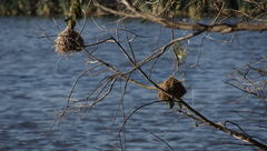 Ploceus capensis