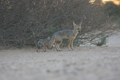 Vulpes chama