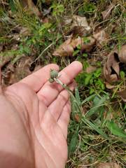 Cirsium carolinianum