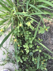 Sclerocarpus uniserialis