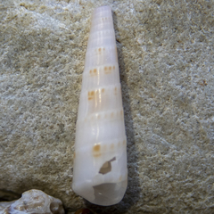 Terebra