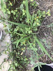 Sclerocarpus uniserialis