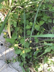 Rhynchosida physocalyx