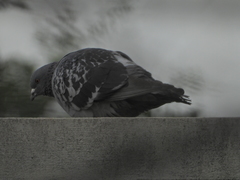Columba livia domestica