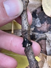 Schizophyllum amplum