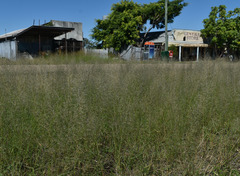 Eragrostis parviflora